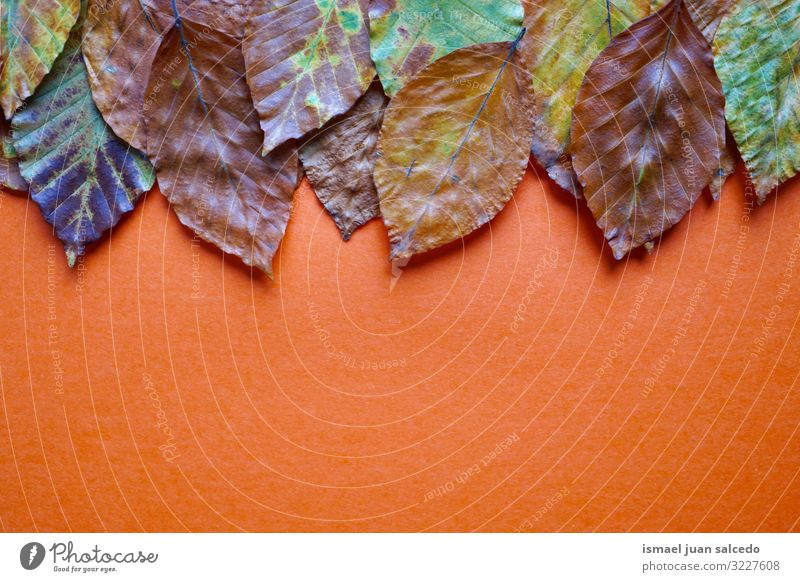 brown leaves decoration with autumn colors in autumn season Leaf Brown Orange Background picture Loneliness Isolated (Position) Ground Nature Natural