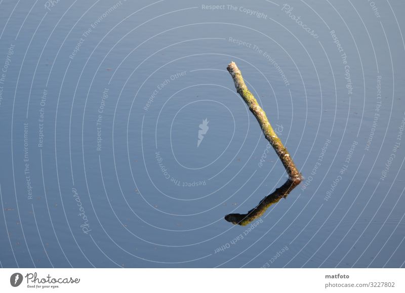 Branch in water Environment Nature Plant Animal Water Sun Summer Pond Deserted Wood Exceptional Thin Blue Moody Contentment Art Colour photo Exterior shot