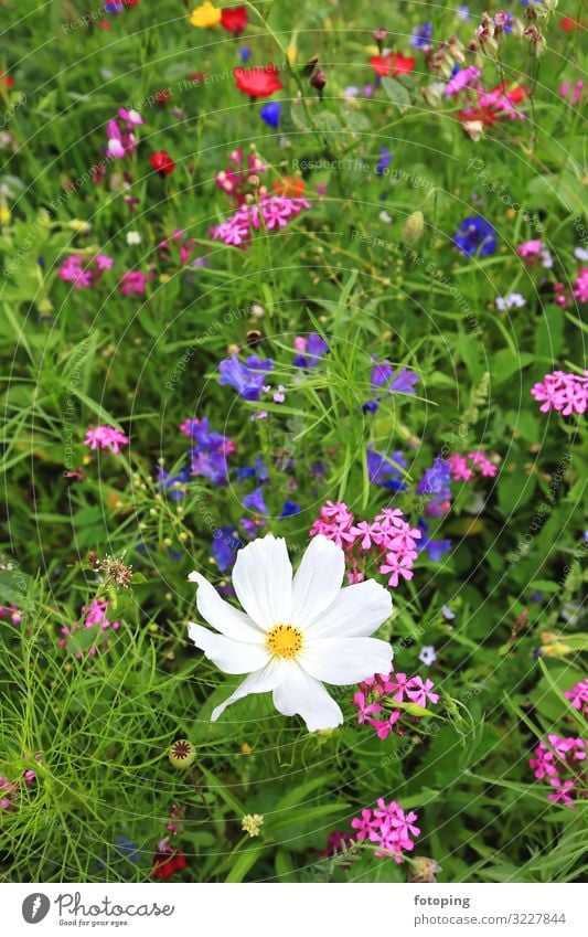 flower meadow Beautiful Summer Sun Decoration Nature Plant Flower Grass Leaf Blossom Wild plant Meadow Illuminate Yellow Red White Flower field