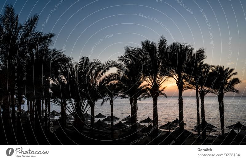 evening sunset landscape in Egypt Relaxation Vacation & Travel Summer Sun Beach Ocean Waves Fingers Nature Landscape Plant Clouds Climate Tree Virgin forest