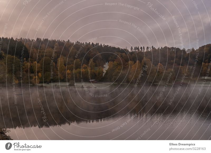 Morning fog at the Eiserbachsee Nature Landscape Water Autumn Fog Cold Natural Colour photo Subdued colour Exterior shot Deep depth of field