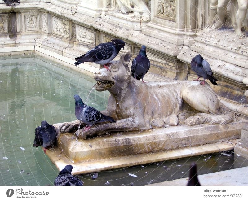 wolf Wolf Italy Sculpture Animal Architecture