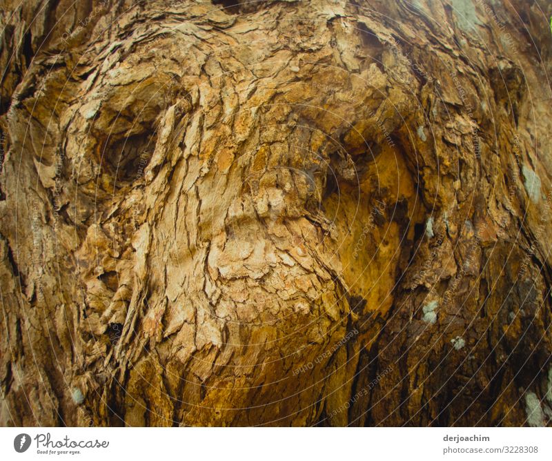 Tree face. Amazing structure in a tree. Joy Contentment Trip Summer Nature Beautiful weather Virgin forest Queensland Australia Deserted Facial expression Wood