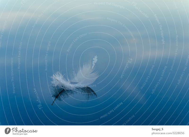 rest Nature Water Soft Blue Feather Easy Float in the water Colour photo Exterior shot Close-up Deserted Copy Space left Copy Space right Copy Space top