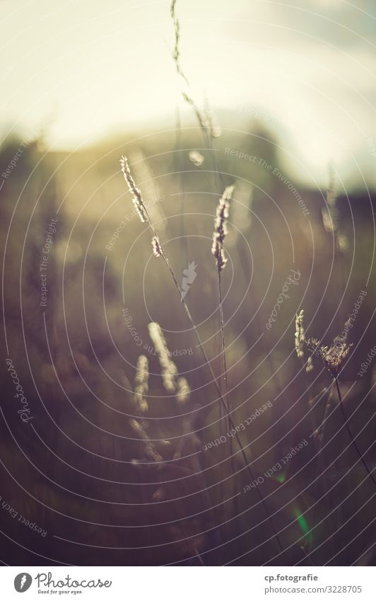 The end of summer time Plant Sunlight Summer Autumn Beautiful weather Grass Fragrance Natural Wild Moody Hope Colour photo Exterior shot Deserted Twilight