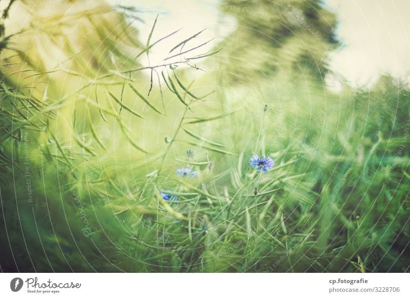 Blue Blossom Nature Plant Summer Beautiful weather Natural Green Subdued colour Exterior shot Deserted Day Shallow depth of field