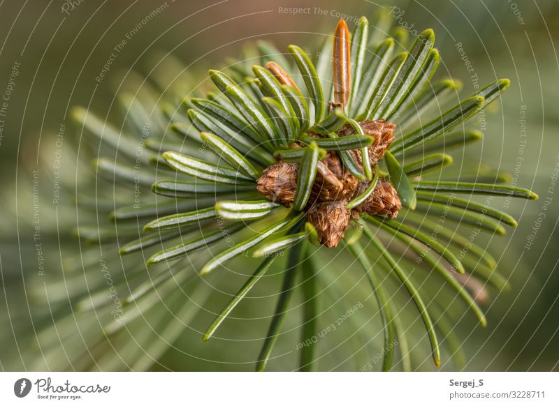 green needles Nature Plant Tree Fir tree Fragrance Point Thorny Green Colour photo Exterior shot Close-up Macro (Extreme close-up) Deserted Copy Space left