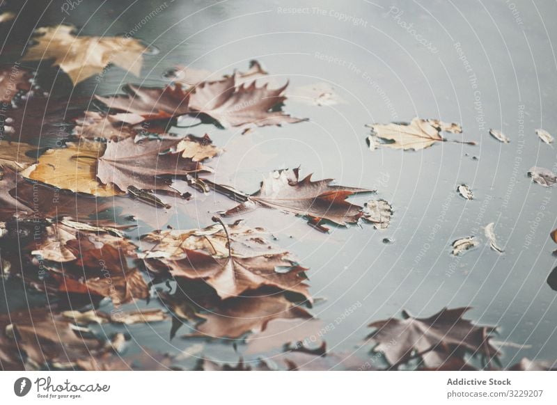 Fallen leaves floating on water leaf autumn pond surface calm park season maple orange lake nature fall foliage tranquil serene peaceful harmony idyllic nobody