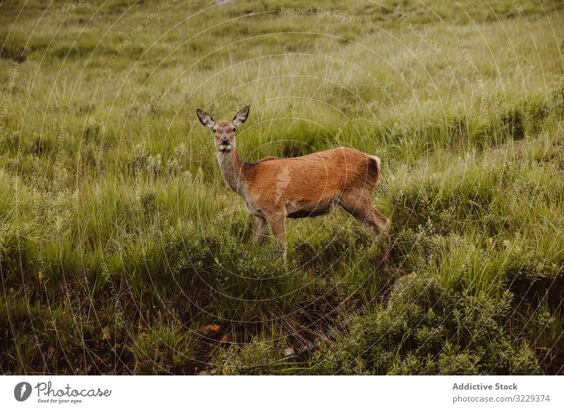 Wild deer in green grass roe animal nature field fauna glen wild mammal doe wildlife alert cute young fallow fur fawn adorable ears meadow stand graze hunt