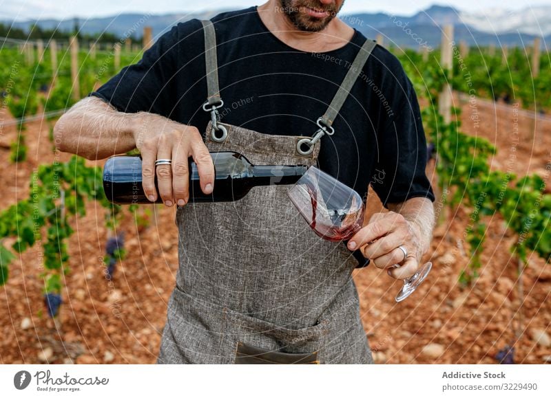 Male filling glass with wine on valley man vineyard pour male work wear nature winery drink viticulture agriculture lifestyle summer grape countryside standing