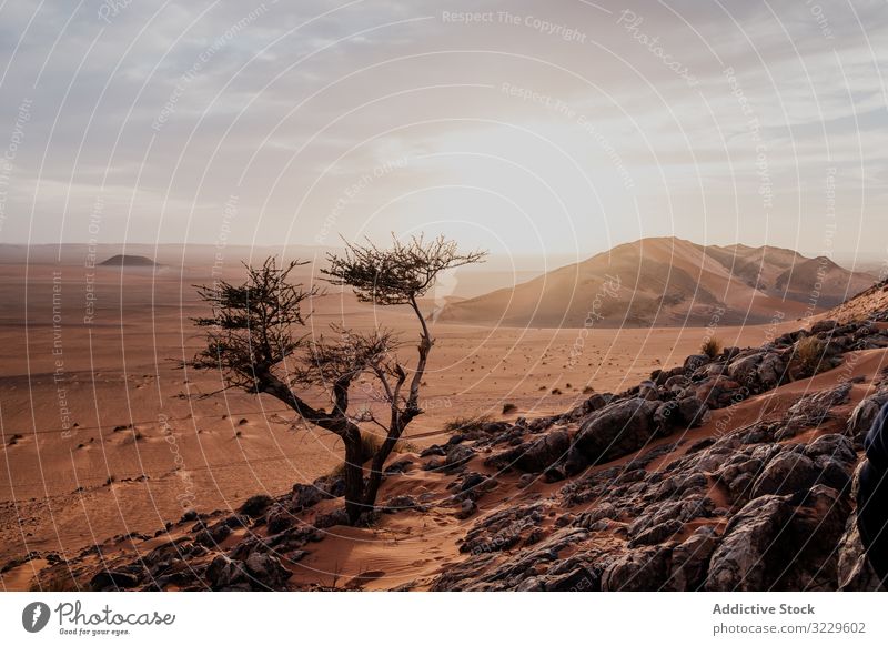 Lonely tree in arid desert hill sunset sand sky cloudy rock morocco africa nobody landscape nature dune stone boulder sundown dry terrain picturesque