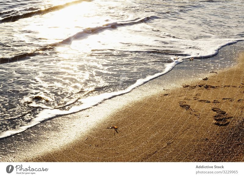 wet sandy shore on sunny day in beach daytime nature algae natural ground coast surface shoreline season nobody plant aquatic calm tranquil serene peaceful pile