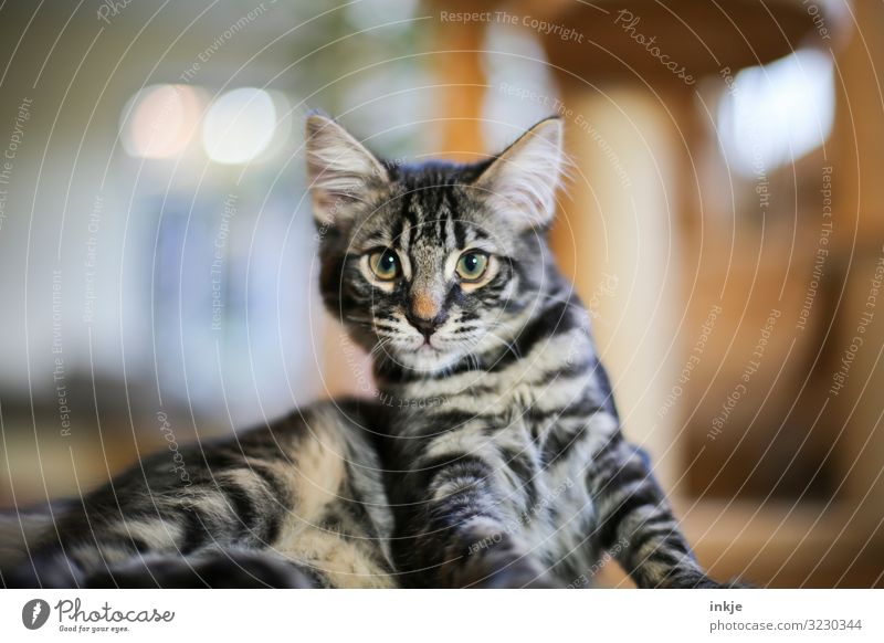 willful Living or residing Pet Cat Animal face Maine-Coon savannah 1 Baby animal Headstrong Gaze Willpower Colour photo Interior shot Close-up Deserted Day