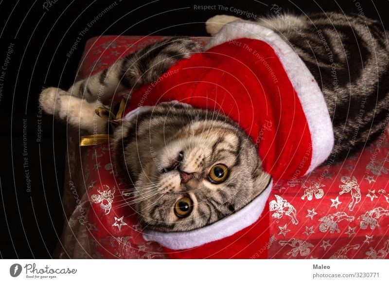 Cat in a Christmas cap Enchanting Animal Beautiful Carnivore Domestic cat Christmas & Advent claus Cute Decoration Cat eyes Gray Hair Happy Hat Kitten