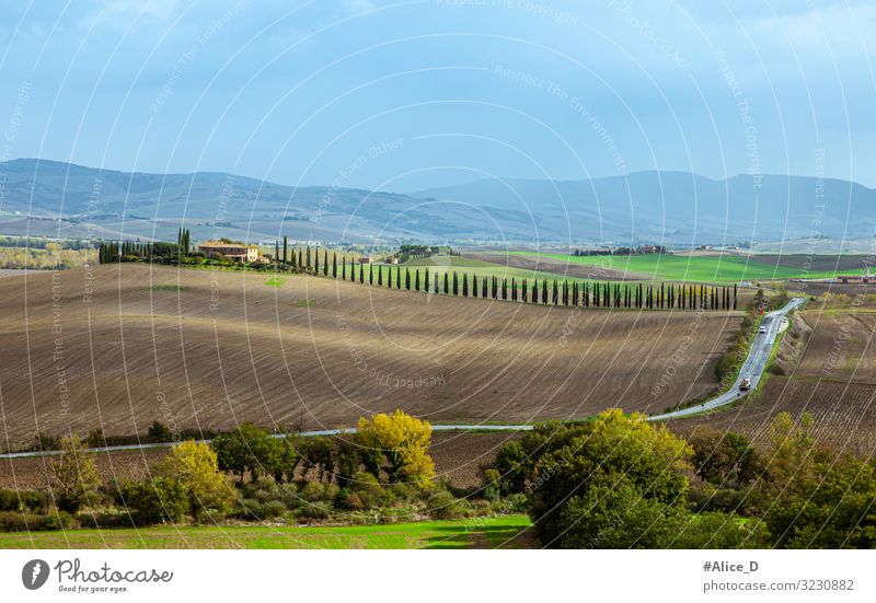 Tuscany landscape Val d'Orcia Italy Lifestyle Vacation & Travel Tourism Adventure Environment Nature Landscape Elements Cypress Field Europe Authentic