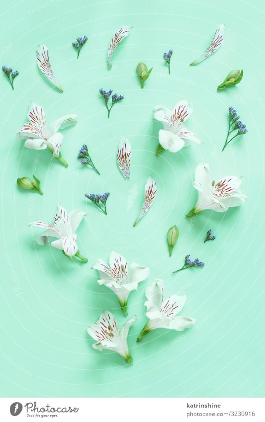 Flowers on a light green background Design Decoration Wedding Woman Adults Mother Above Green White Creativity romantic Light green Mint flat lay alstromeria