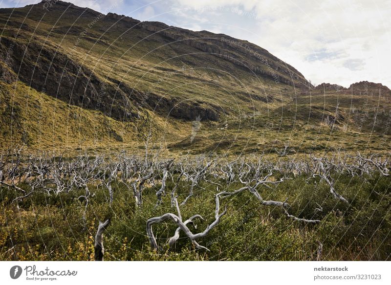 Dead Wood Forest in Patagonia Environment Nature Landscape Plant Clouds Grass Hill Vacation & Travel Dead wood plane Grassland Chile South America