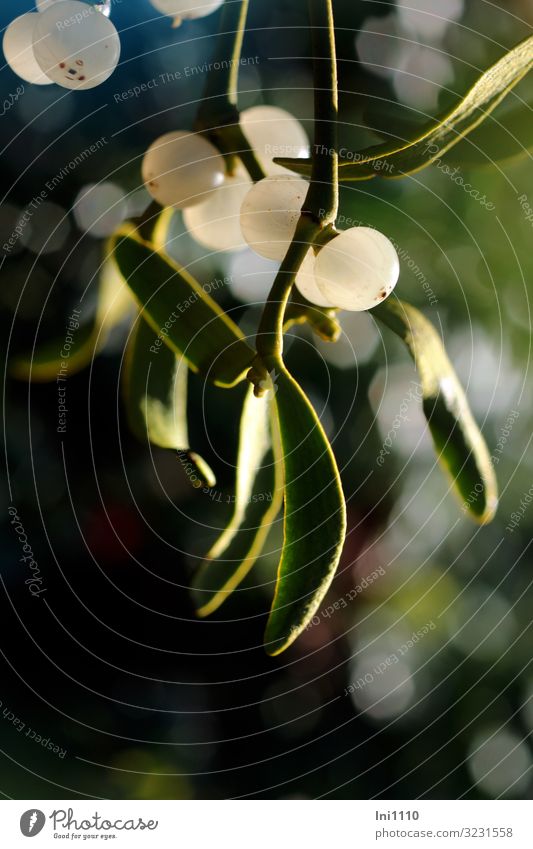 Mistletoe with berries against the light Plant flaked Wild plant Garden Park Forest Yellow green Black White Berries Mistletoe plants Freeloader