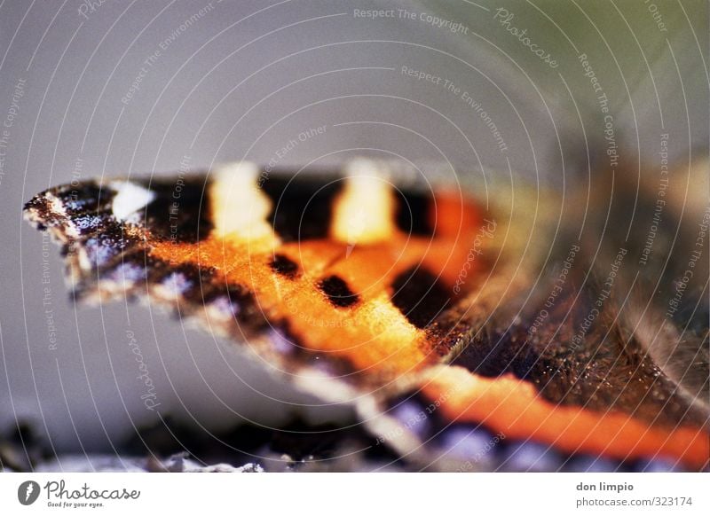 Butterfly wings macro Analog Macro (Extreme close-up) Animal Grand piano Deserted Shallow depth of field Insect Detail Close-up Nature naturally Delicate Easy