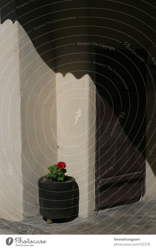 Beauty is everywhere II. Entrance Flowerpot Containers and vessels Wall (building) Brown Beige Red Geranium Blossom Europe Door Corner Shadows.