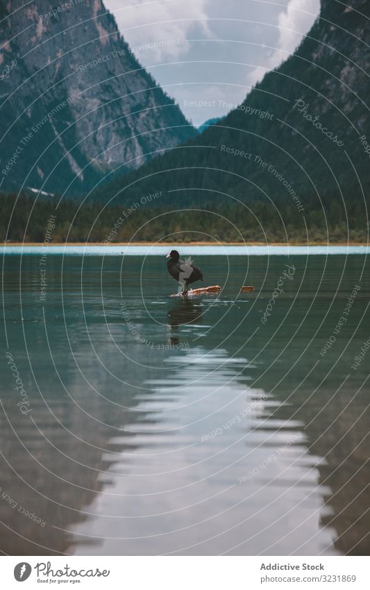 Black duck on lake in mountains bird valley dolomites water feathered black braies lone italy hill tyrol pond europe wildlife forest snag alps alpine solitude