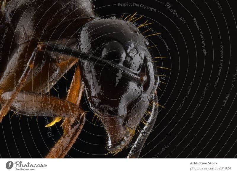 Dark brown ant with glossy head and legs flying insect belly antenna wildlife macro bug nature animal color small black detail magnification hairy parasite