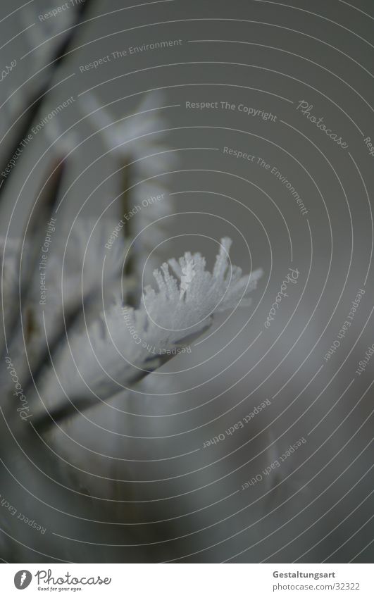 Frost Flower IV Winter Coniferous trees Frostwork White Snow Ice Crystal structure Branch Fir needle