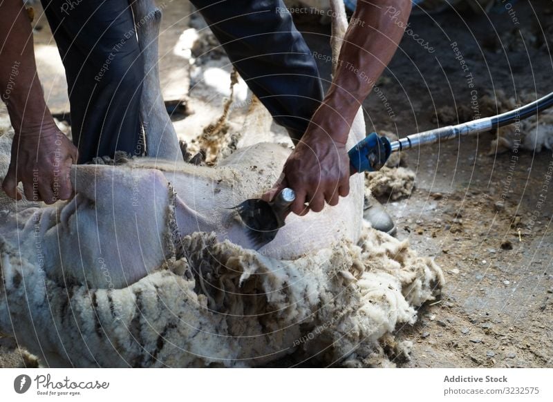 Crop man shearing sheep in barn farm wool worker countryside animal tool remove domestic job ground shed agriculture professional fleece shepherd rural lamb