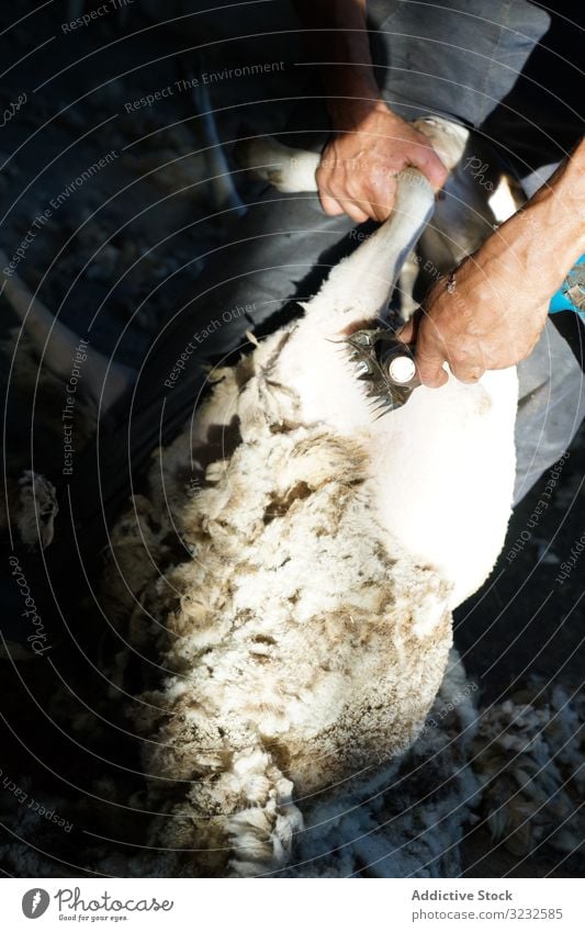 Crop man shearing sheep in barn farm wool worker countryside animal tool remove domestic job ground shed agriculture professional fleece shepherd rural lamb