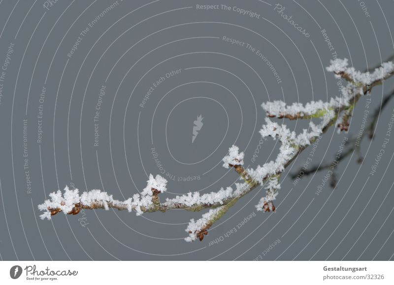 Cherry branch in winter Winter Tree White Snow Ice Crystal structure Twig Branch