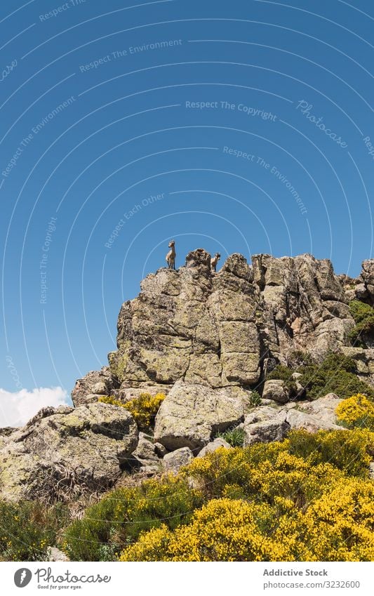 Young goats on high stone on background of blue sky climb horn mountain nature wildlife animal natural brown habitat fauna head scenery beast top horned dry old