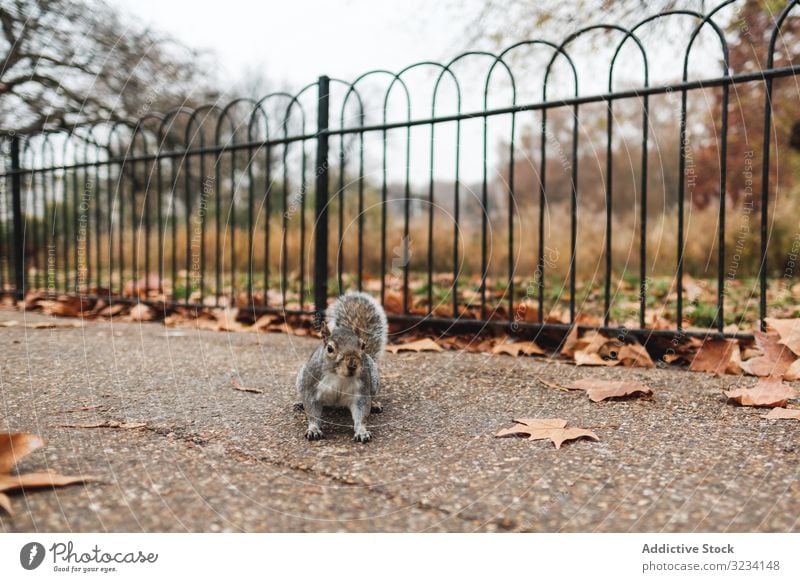 Squirrel on autumn leaves in park squirrel leaf grass animal nature london calm lawn fall season wildlife mammal rodent fluffy furry adorable cute great britain