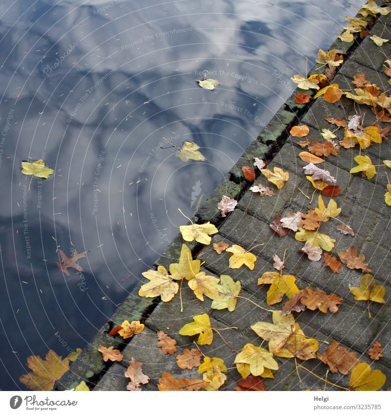 colourful autumn foliage lies on a footpath along the lakeside Environment Nature Plant Water Sky Clouds Autumn Beautiful weather Leaf Lakeside Footbridge Wood