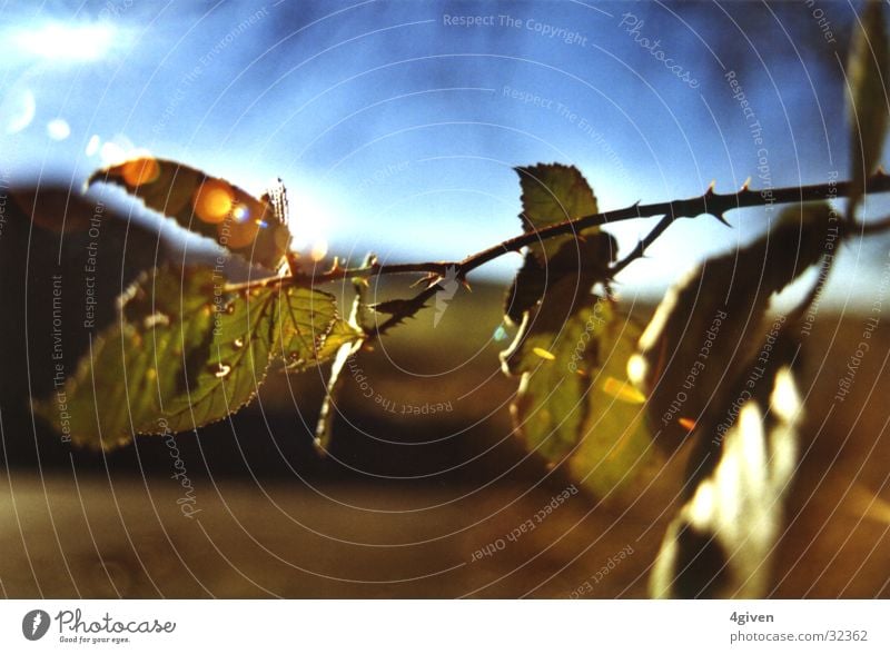 thorns Thorn Leaf Light Patch of light Green Plant Calm Branch Sun Lens flare Sky Lighting