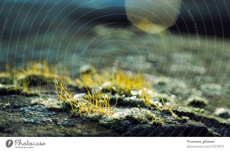 out Environment Nature Earth Drought Plant Moss Green Lichen Colour photo Multicoloured Exterior shot Close-up Deserted Copy Space top Morning Light Blur