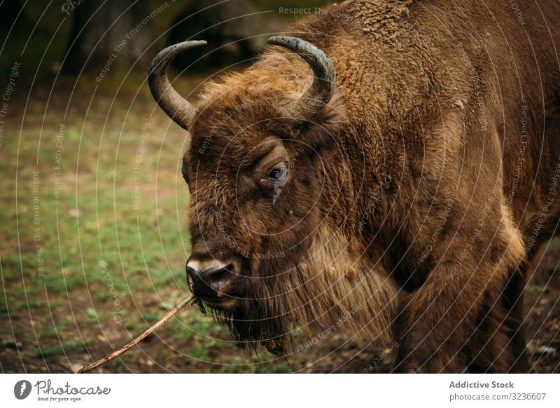 Bison eating stick in nature bison animal wild graze countryside chew hairy untamed creature bull ox buffalo mammal wilderness bovine dirty full brown horn calm