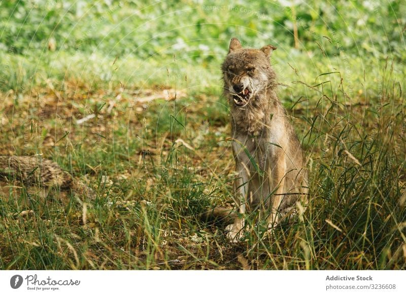 Wild wolf licking hungrily in nature wild hungry hunt muzzle animal grass sit canine wildlife mammal carnivore green countryside nobody creature fur species