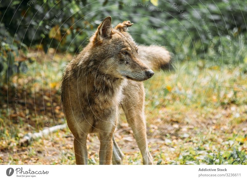 Wild wolf looking away in nature wild hunt muzzle animal grass sit canine wildlife mammal carnivore green countryside nobody creature fur species habitat fauna