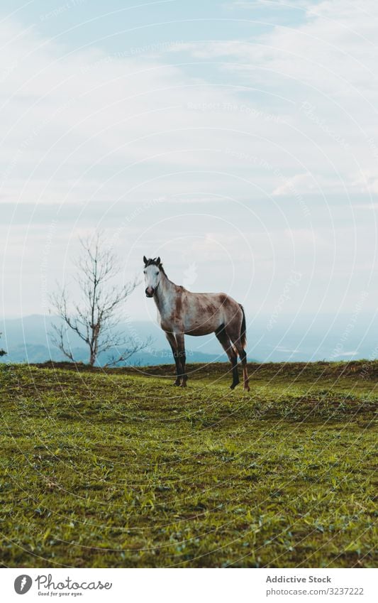 Horse on green lawn in countryside horse grazing meadow road farm ranch farmland grass landscape pasture day tree rural breed nature sunny brown cattle scenic