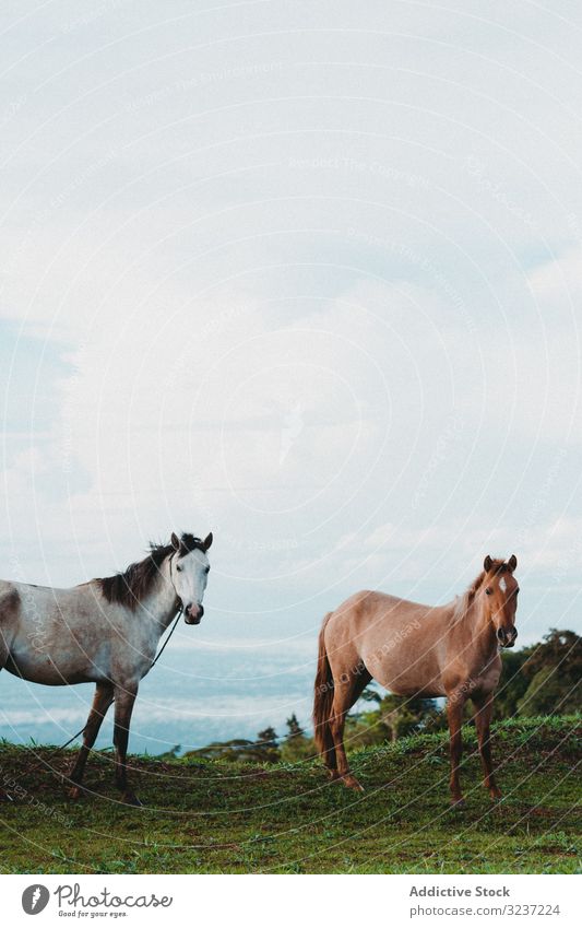 Horses on green lawn in countryside horse grazing meadow road farm ranch farmland grass landscape pasture day tree rural breed nature sunny brown cattle scenic