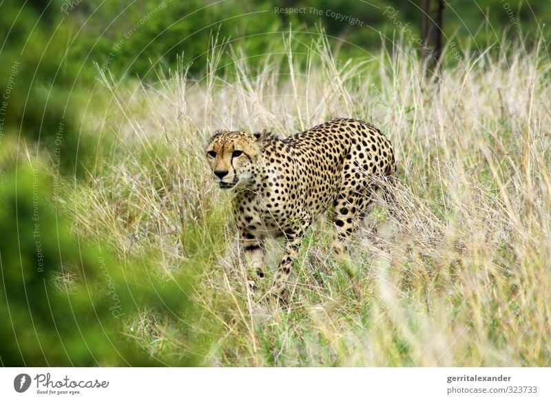 Cheetah in Africa / Africa - Kruger Kruger National Park Safari Grass Animal Wild animal 1 Walking Elegant Yellow Green Colour photo Exterior shot Deserted Day