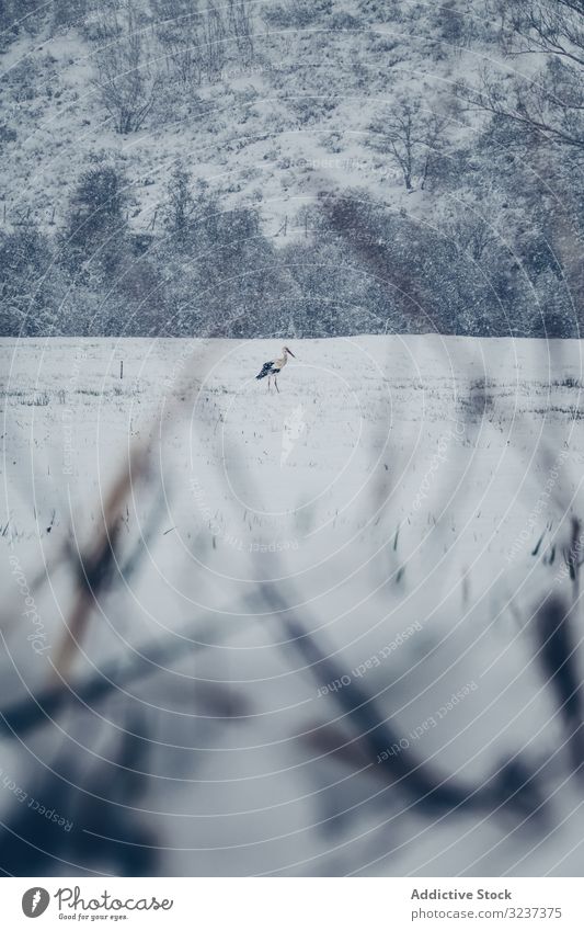 Winter landscape with white stork winter bird hill snow plain mountain cloudy gloomy misty foggy field meadow snowfall forest tree nature season scenic frozen