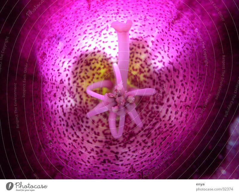 self-insemination Flower Blossom Meadow Violet Propagation aurilis Garden Detail Macro (Extreme close-up) Plant Nature