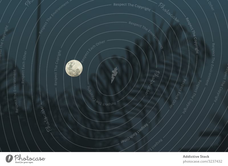 Full moon on dark gray sky at night silhouette branch haze horror creepy empty dusk midnight coniferous quiet tree spooky murky landscape moonlight nature