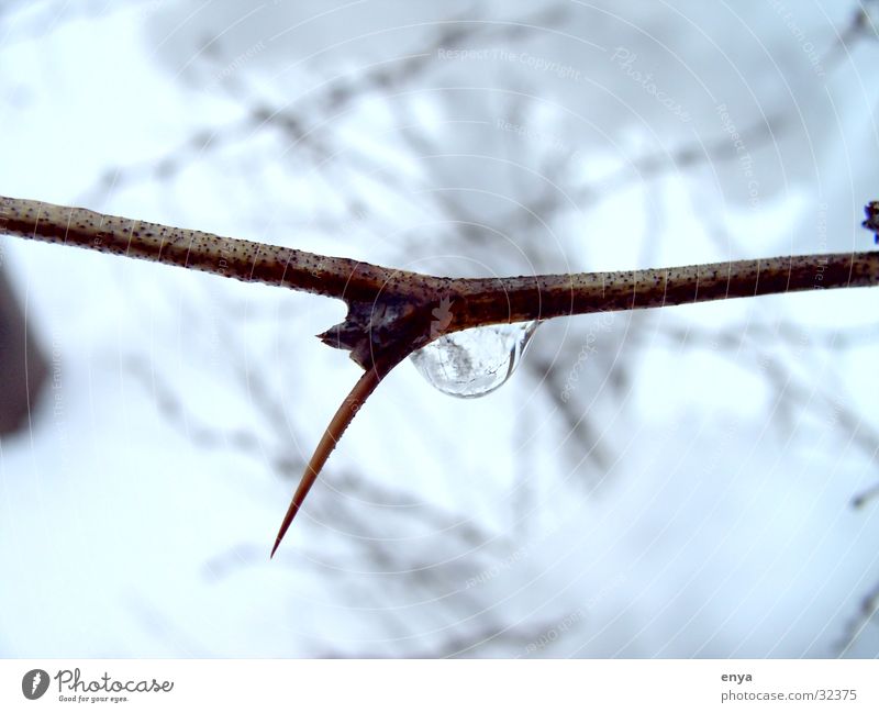 Thorn in winter Bushes Tree Plant Drops of water Water Detail Macro (Extreme close-up) winter photo Branch Point Snow