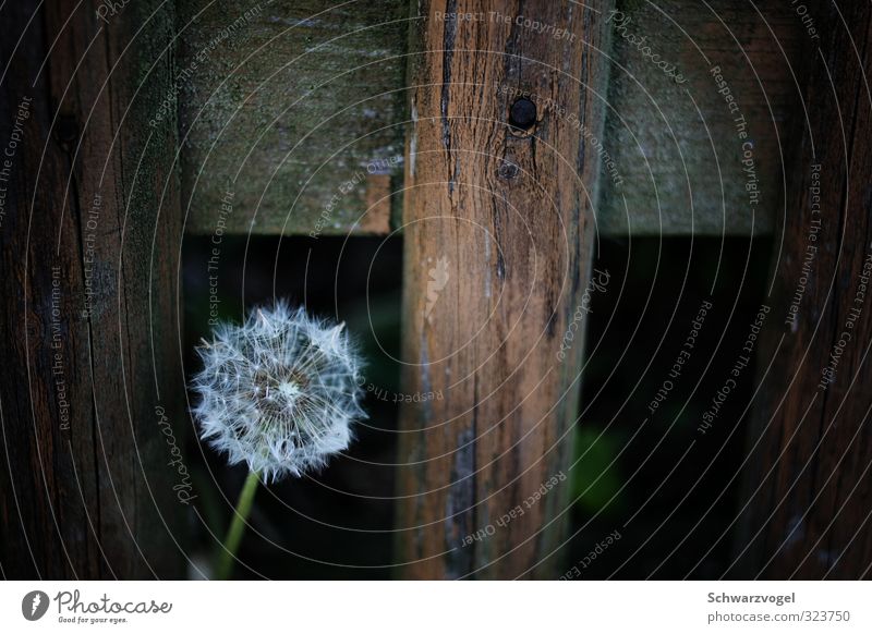 And also many an end is enchanted Environment Nature Plant Wild plant Dandelion Blossoming Flying Faded Endurance Unwavering Death Beginning Nostalgia