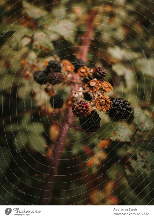 Wild edible ripe and unripe blackberries on bush branch against green leaves blackberry autumn wilted dappled leaf rubus shrub wild berry perennial botany sweet