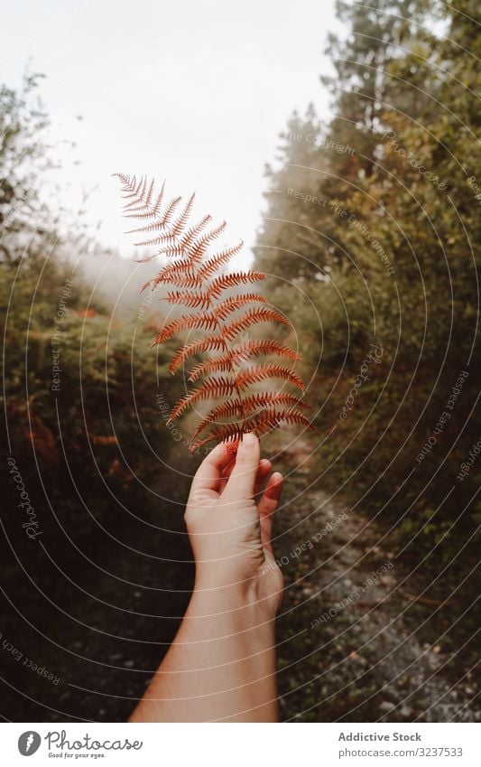 Orange fern frond in autumn forest trail leaf green bush orange fresh floral nature foliage shrub perennial wilted herbaceous dry brown environment person hand