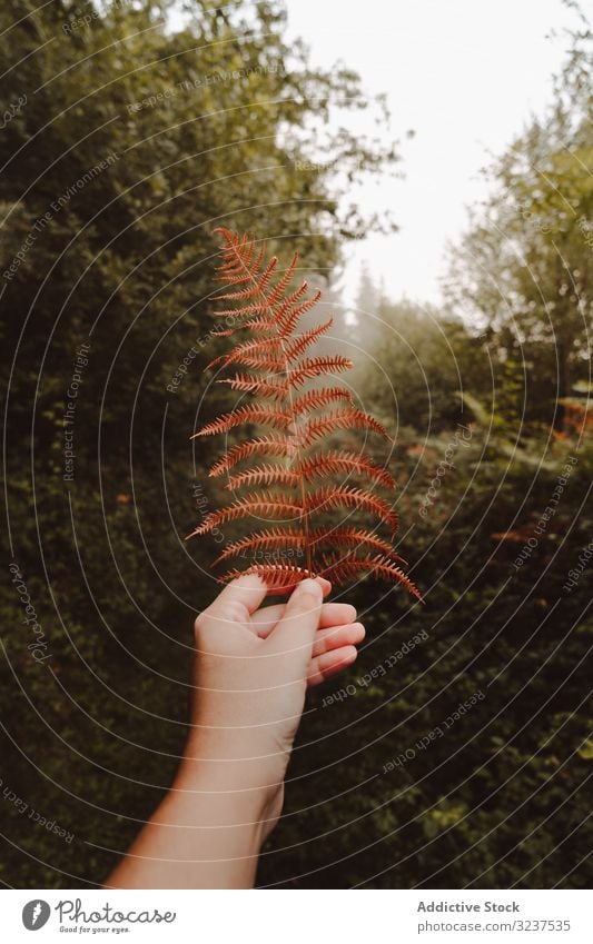 Orange fern frond in autumn forest trail leaf green bush orange fresh floral nature foliage shrub perennial wilted herbaceous dry brown environment person hand