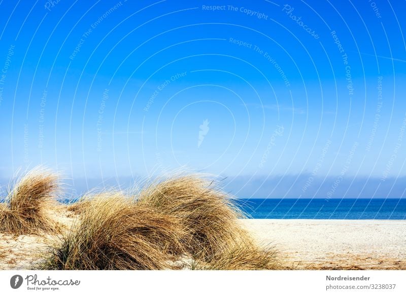 Dune grass at the Baltic Sea beach Vacation & Travel Tourism Camping Summer Summer vacation Sun Beach Ocean Island Nature Landscape Sand Water Cloudless sky